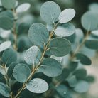 The Kyrgies Robe - Kyrgies